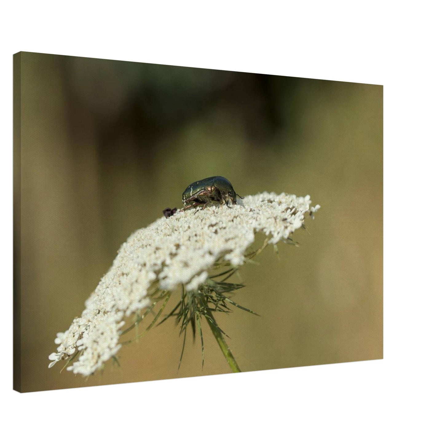 A Beetle's Home