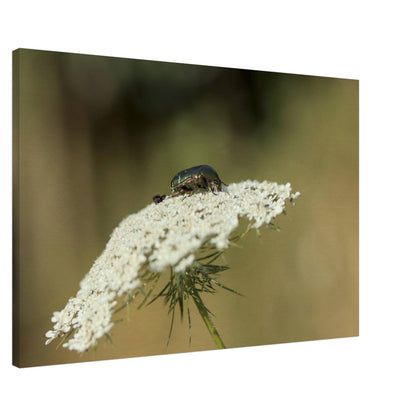 A Beetle's Home