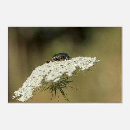 A Beetle's Home