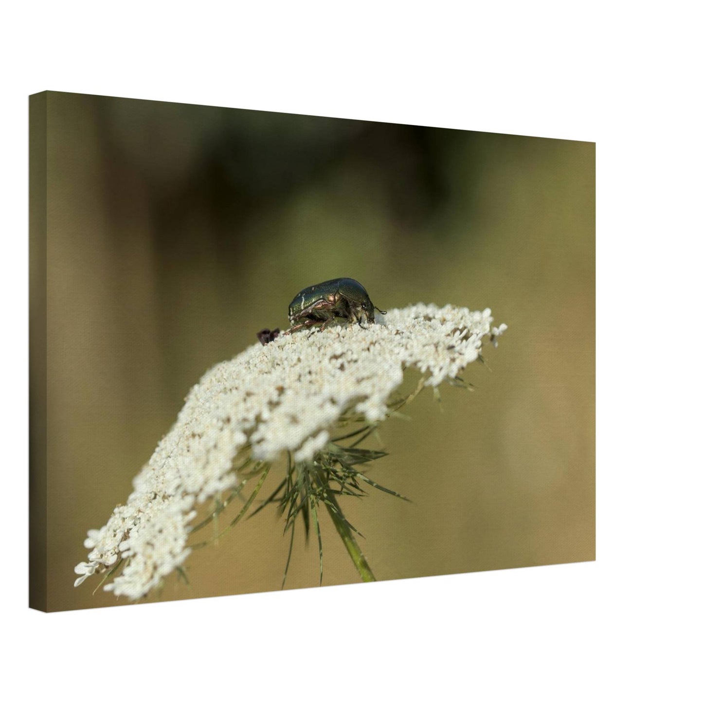 A Beetle's Home