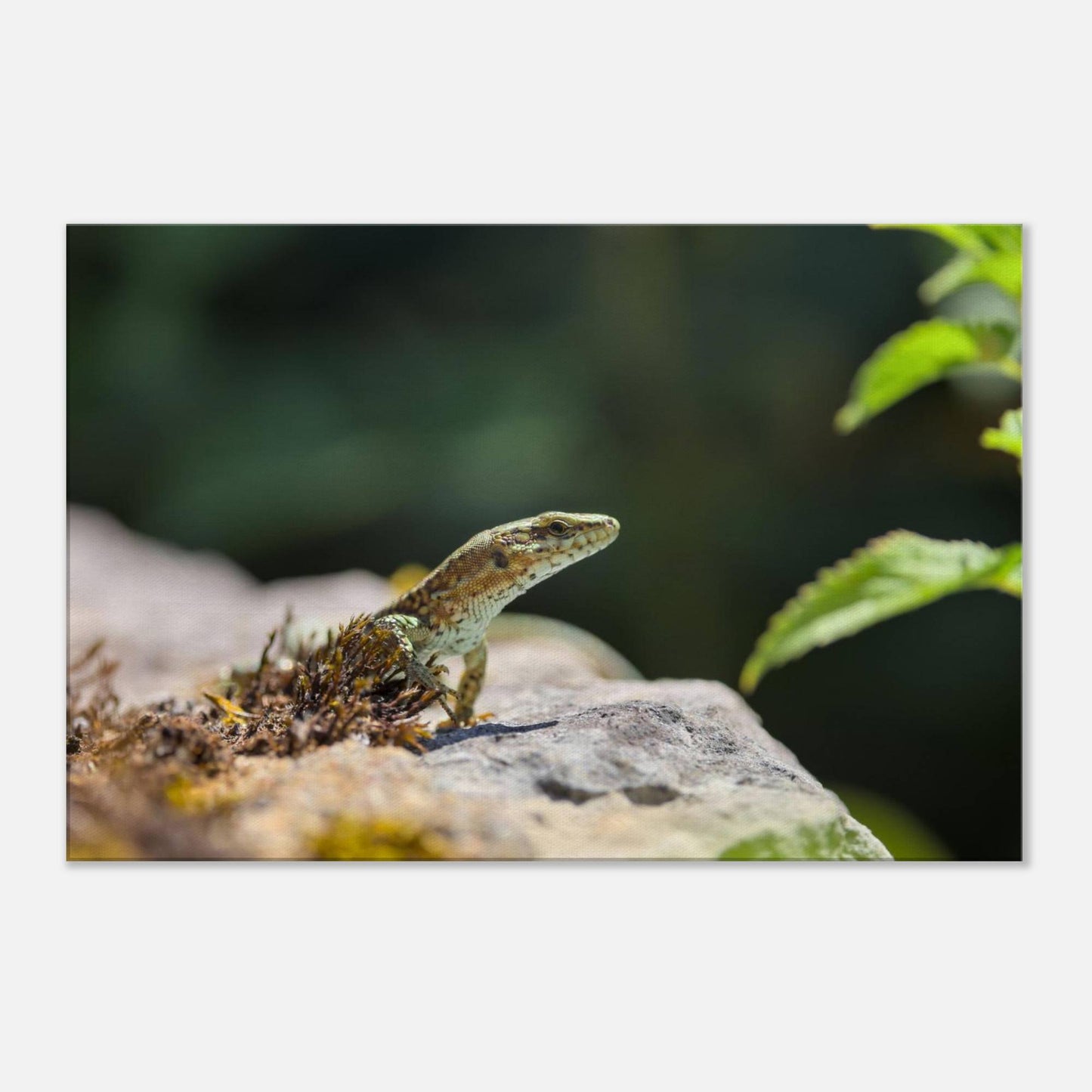 The Curious Lizard