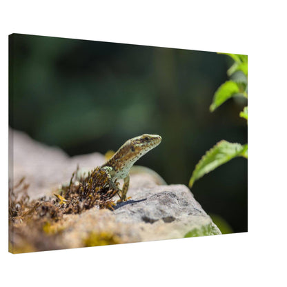The Curious Lizard