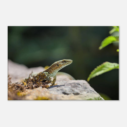 The Curious Lizard
