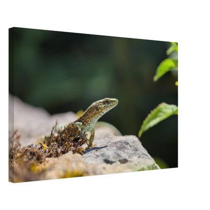 The Curious Lizard