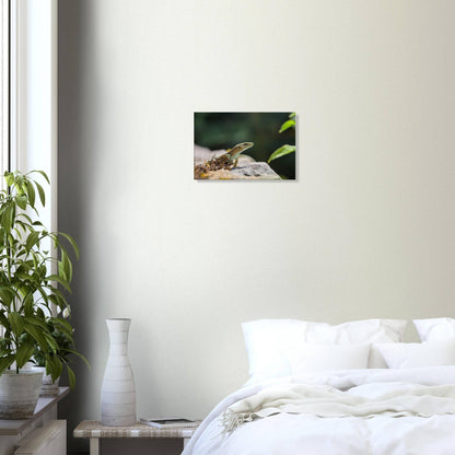 The Curious Lizard