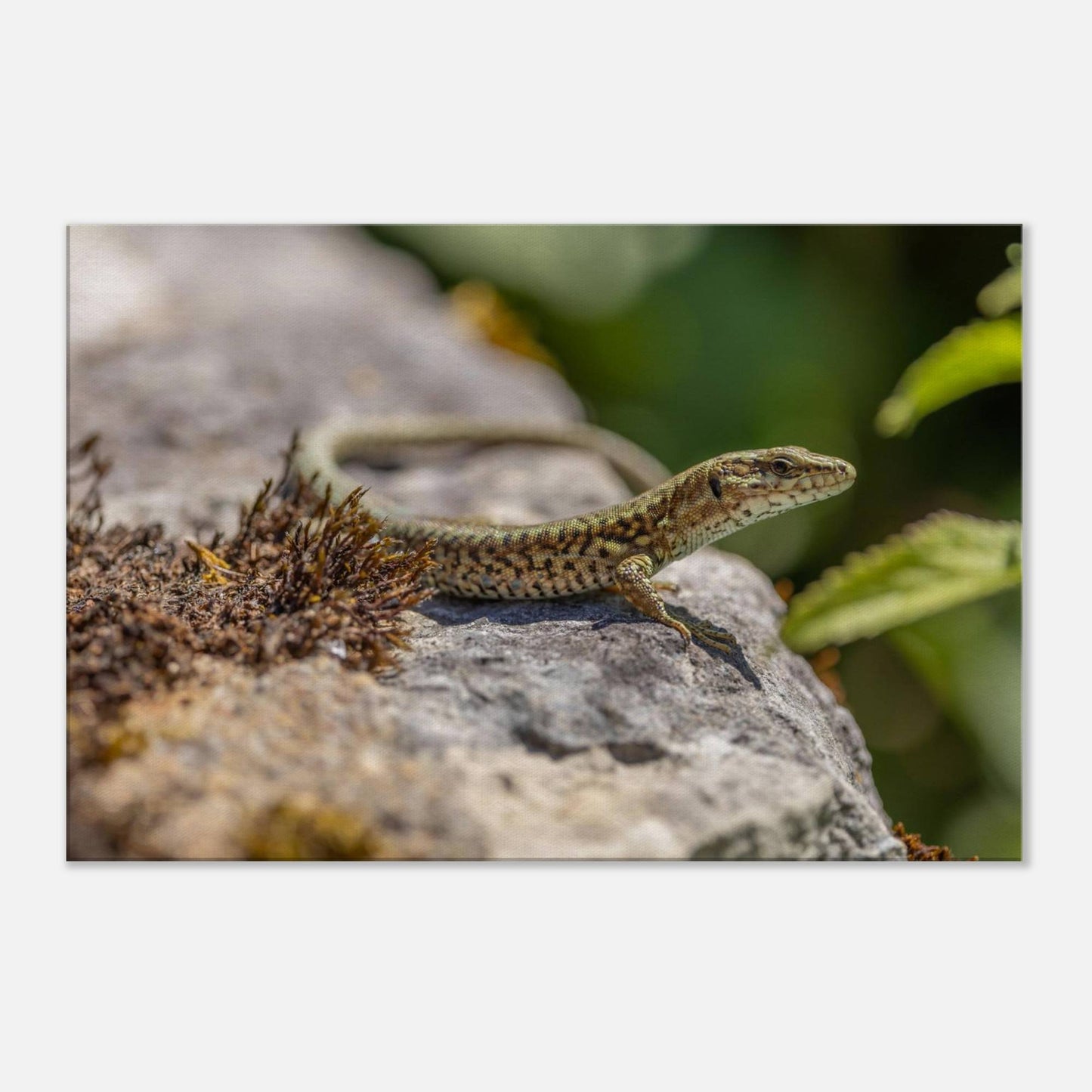 A Serious Lizard