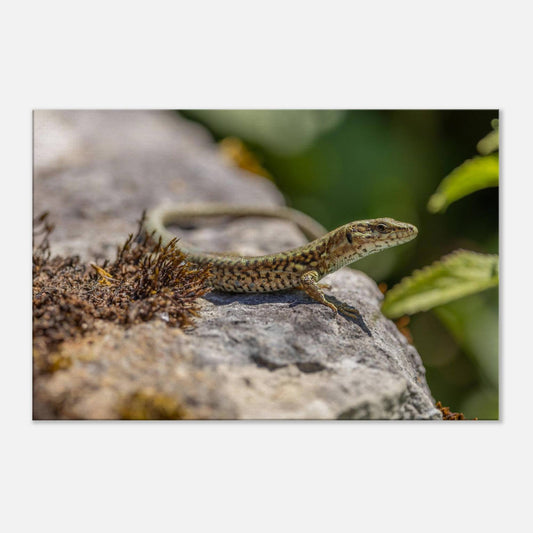 A Serious Lizard