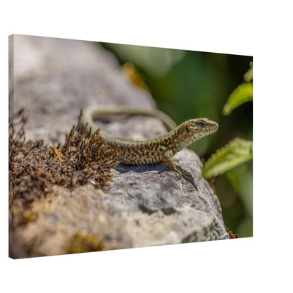 A Serious Lizard