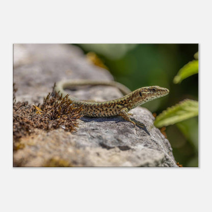 A Serious Lizard