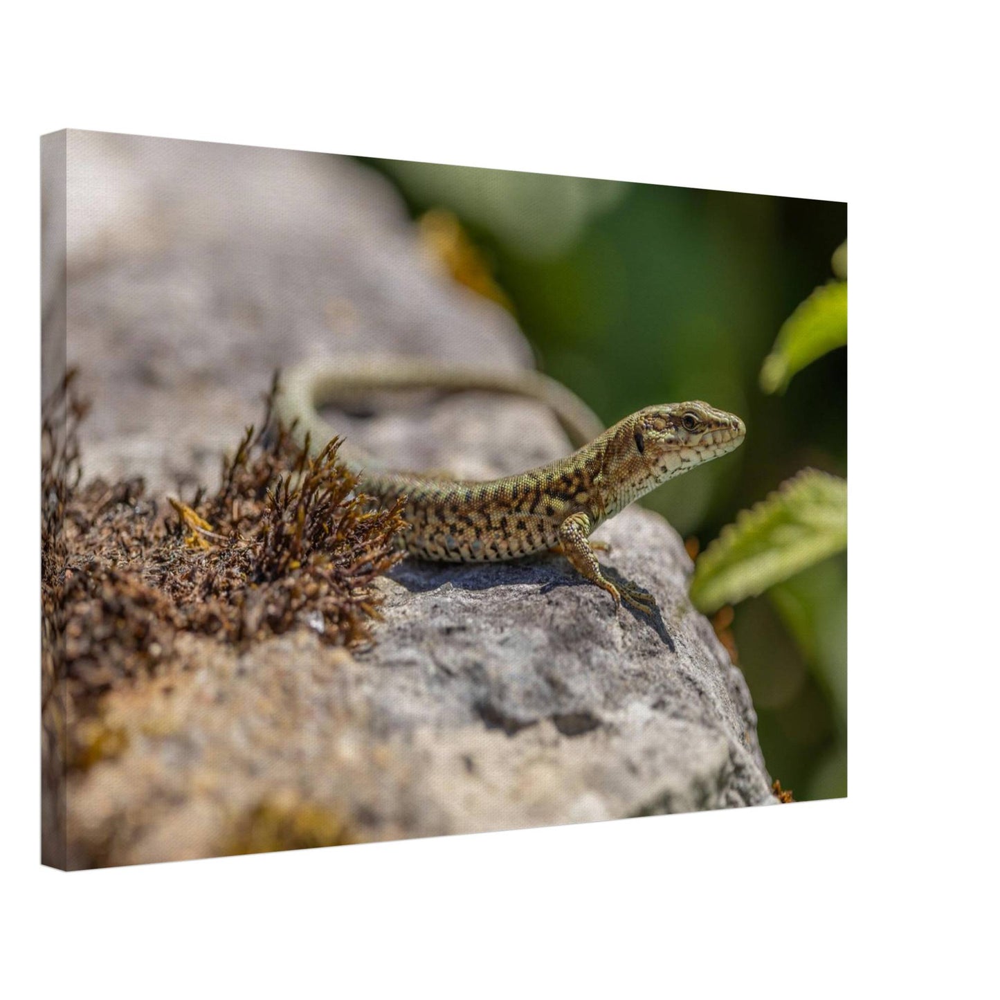 A Serious Lizard