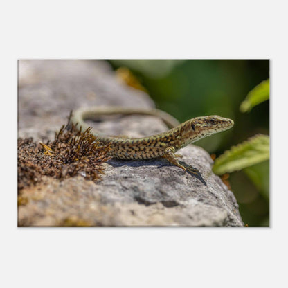 A Serious Lizard