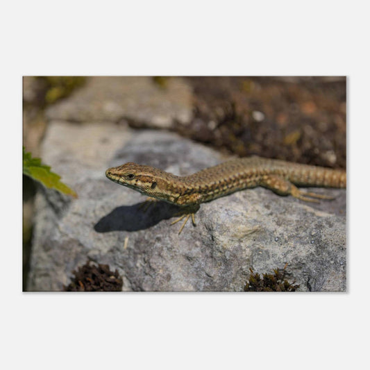 Peeking Lizard