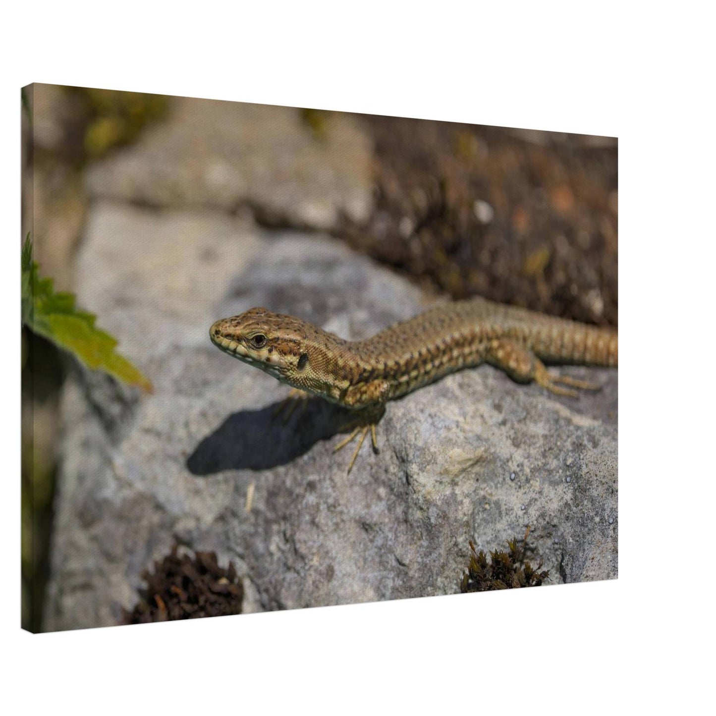 Peeking Lizard