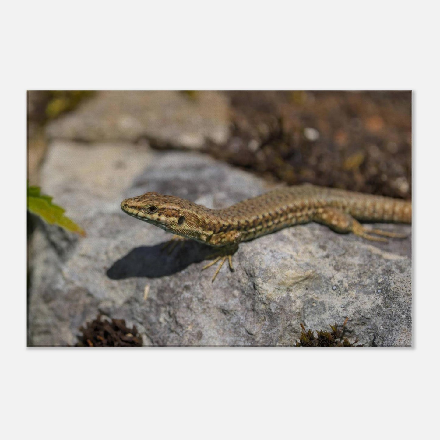 Peeking Lizard