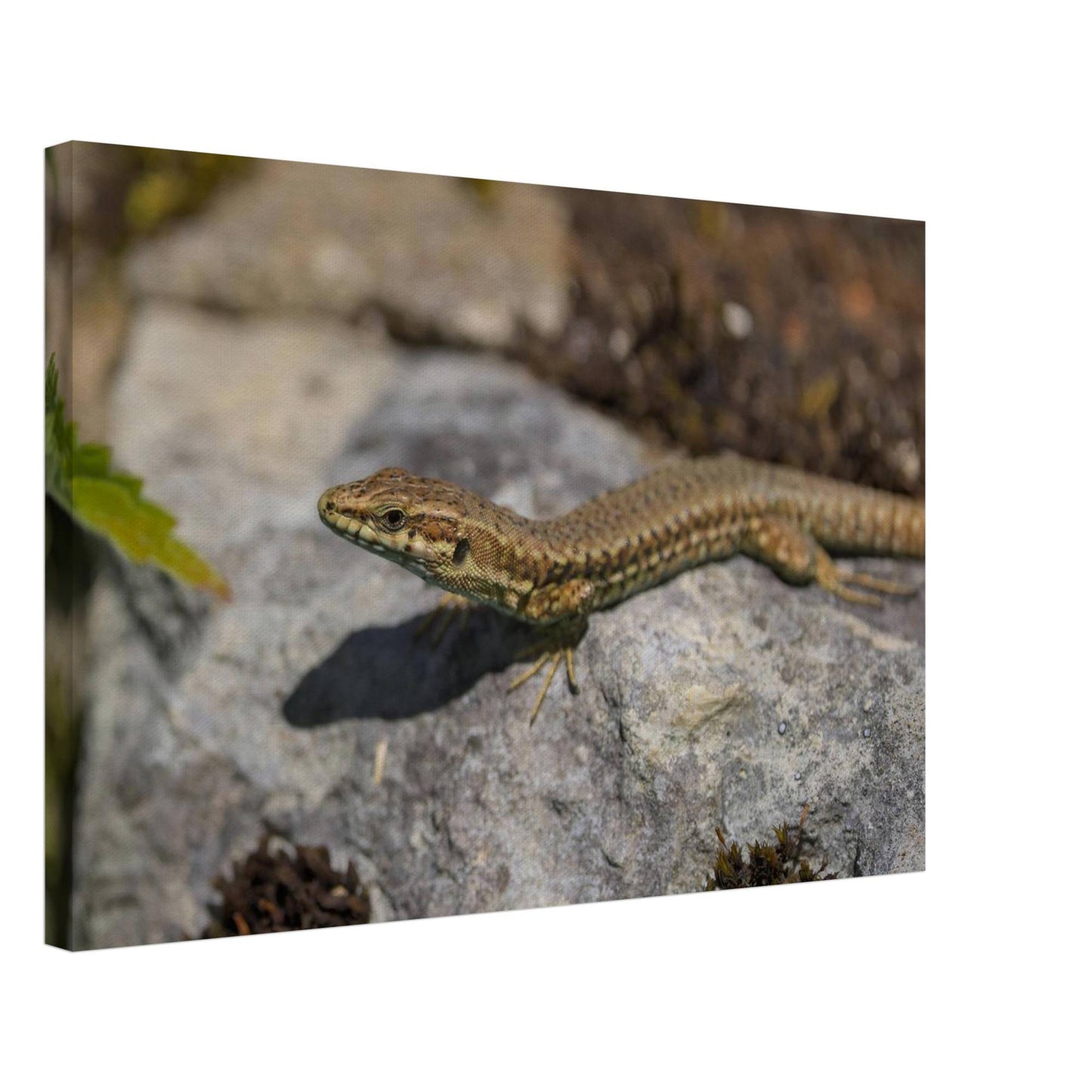 Peeking Lizard