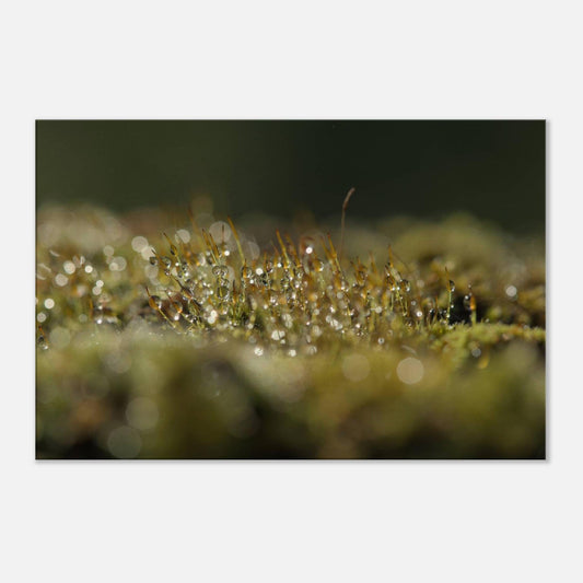 Water Drops
