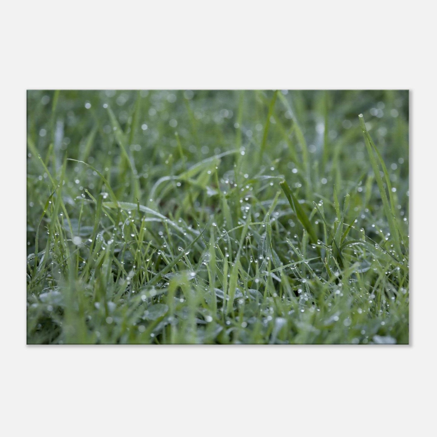 Grass