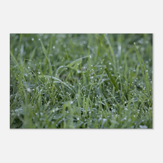 Grass