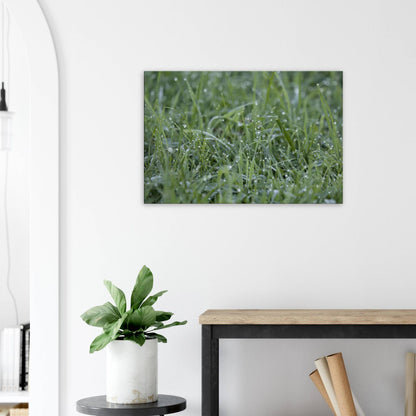 Grass