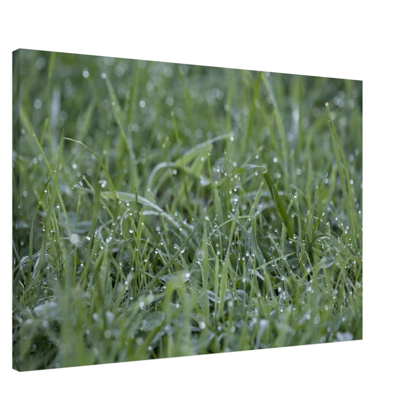 Grass