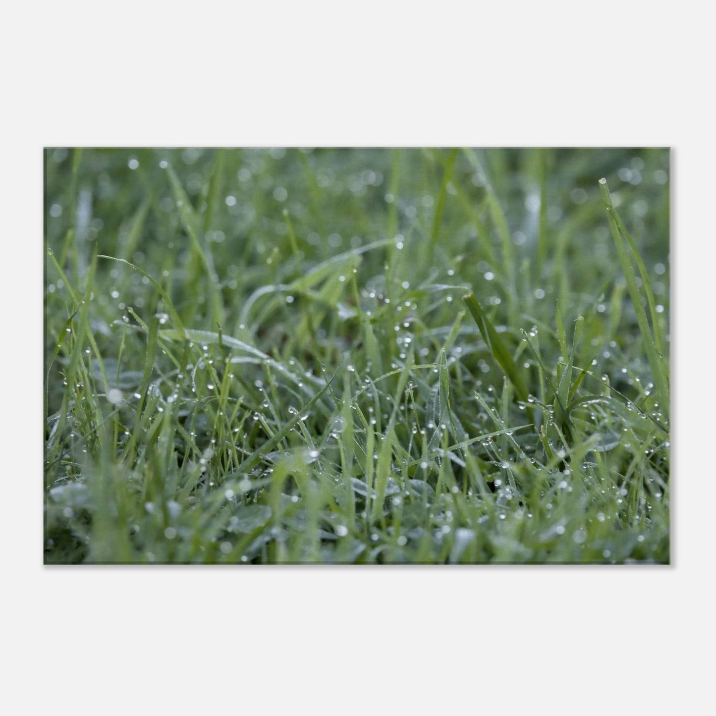 Grass