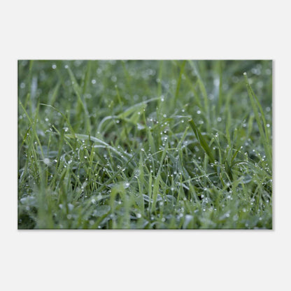 Grass