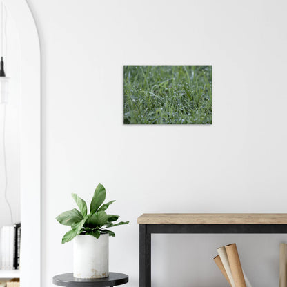 Grass