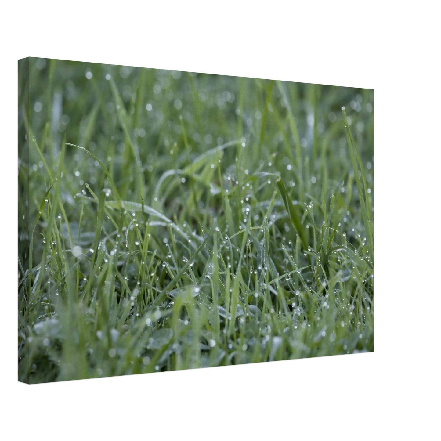 Grass