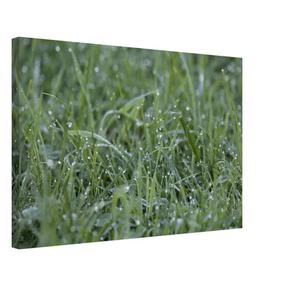 Grass