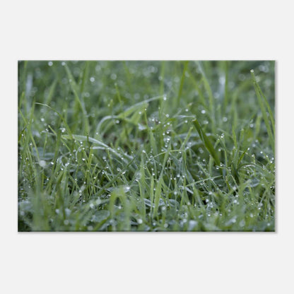 Grass
