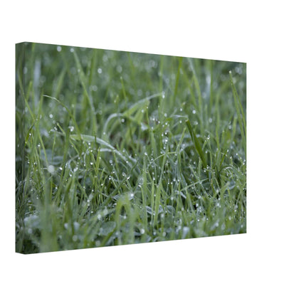 Grass