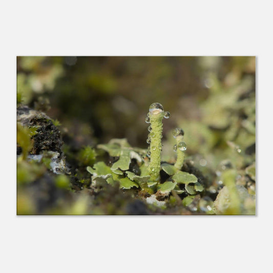 Tower of Moss