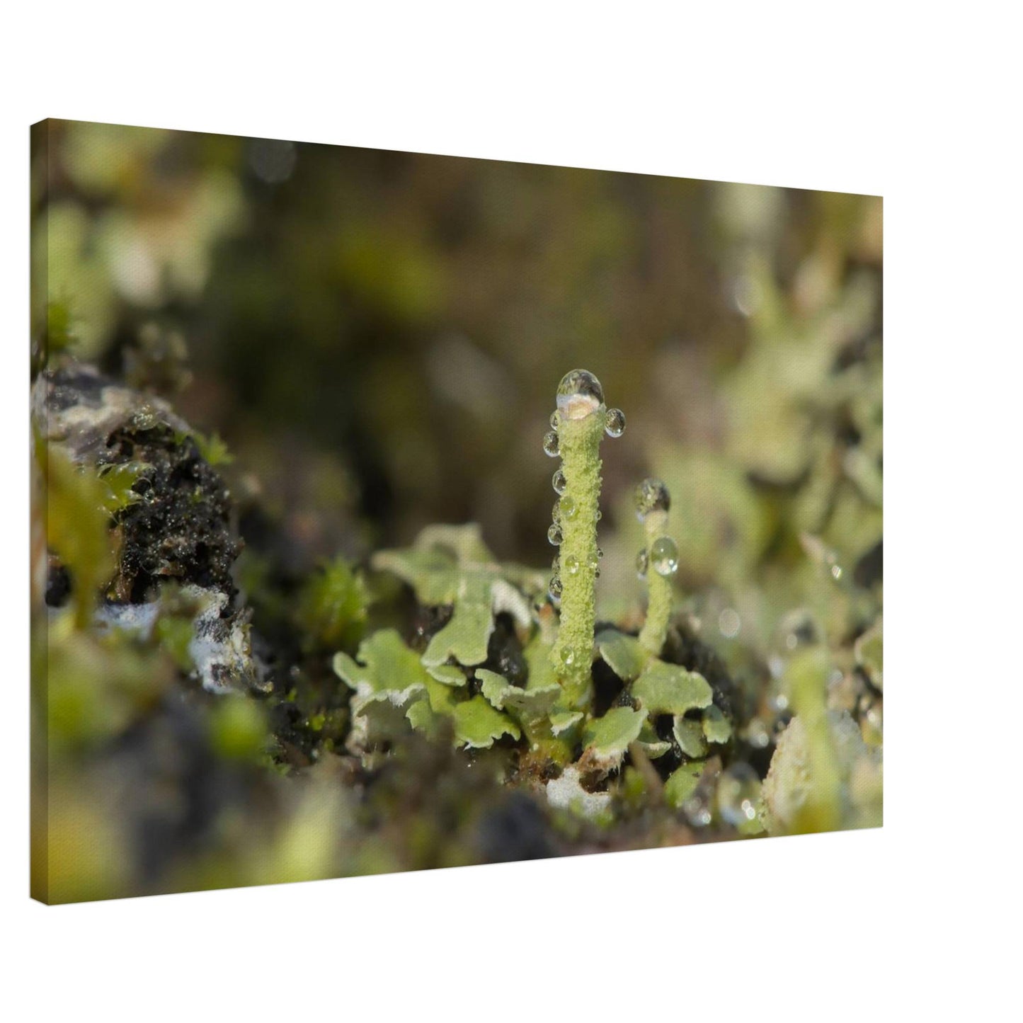Tower of Moss
