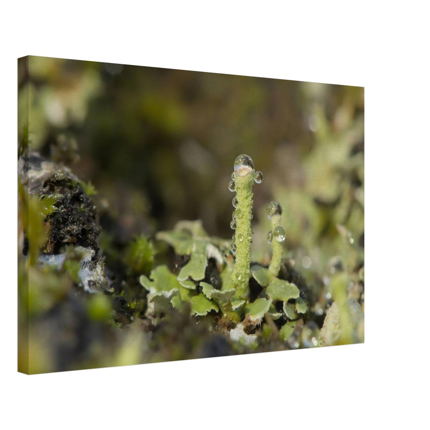 Tower of Moss