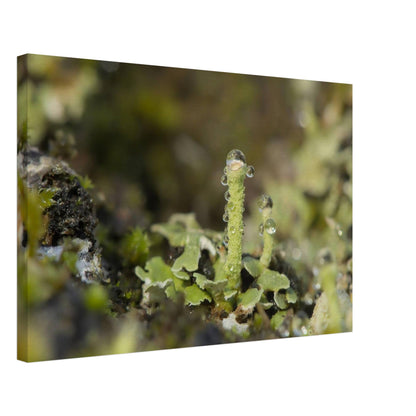 Tower of Moss