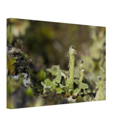 Tower of Moss