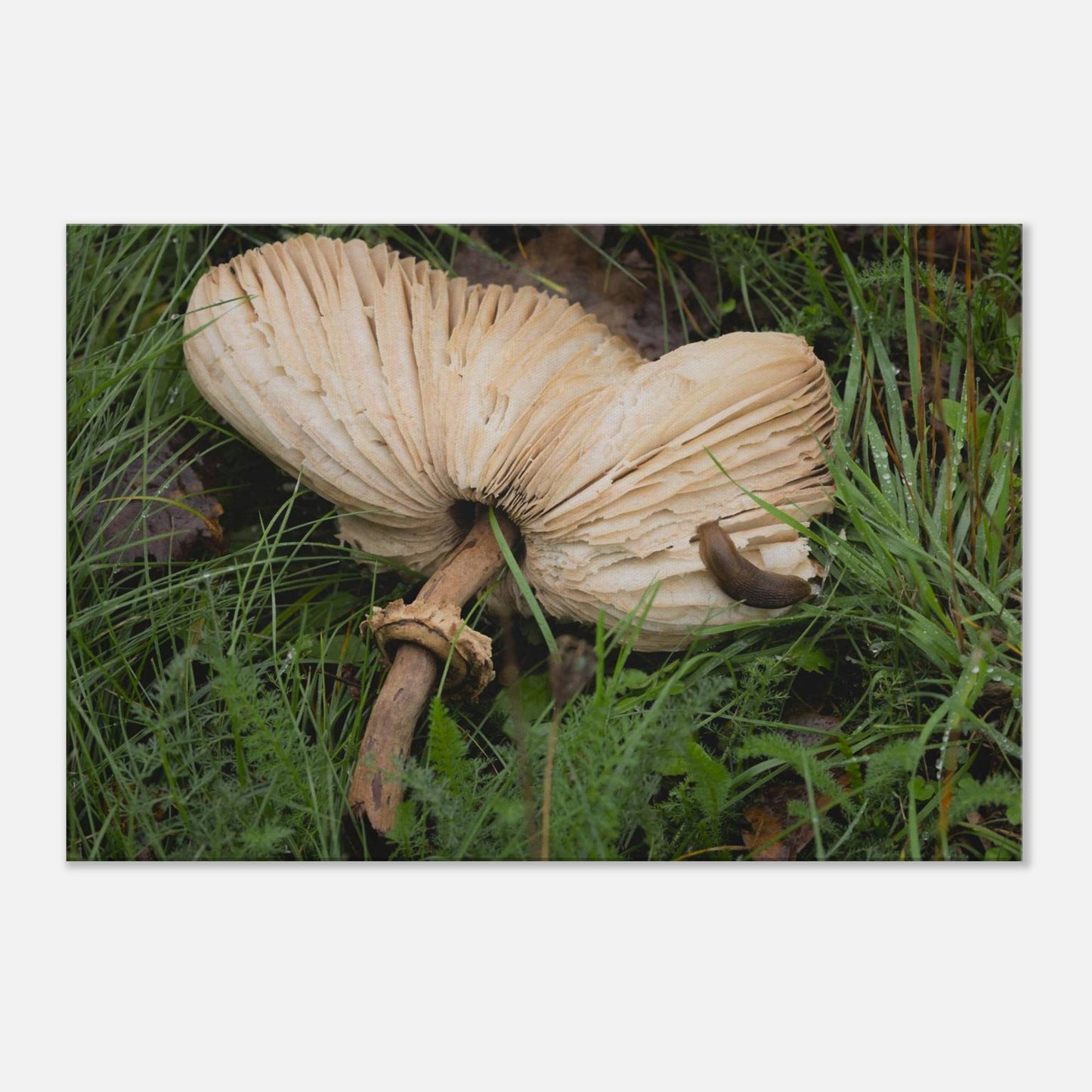 Decomposition