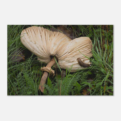 Decomposition