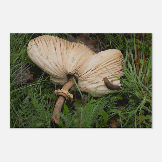 Decomposition