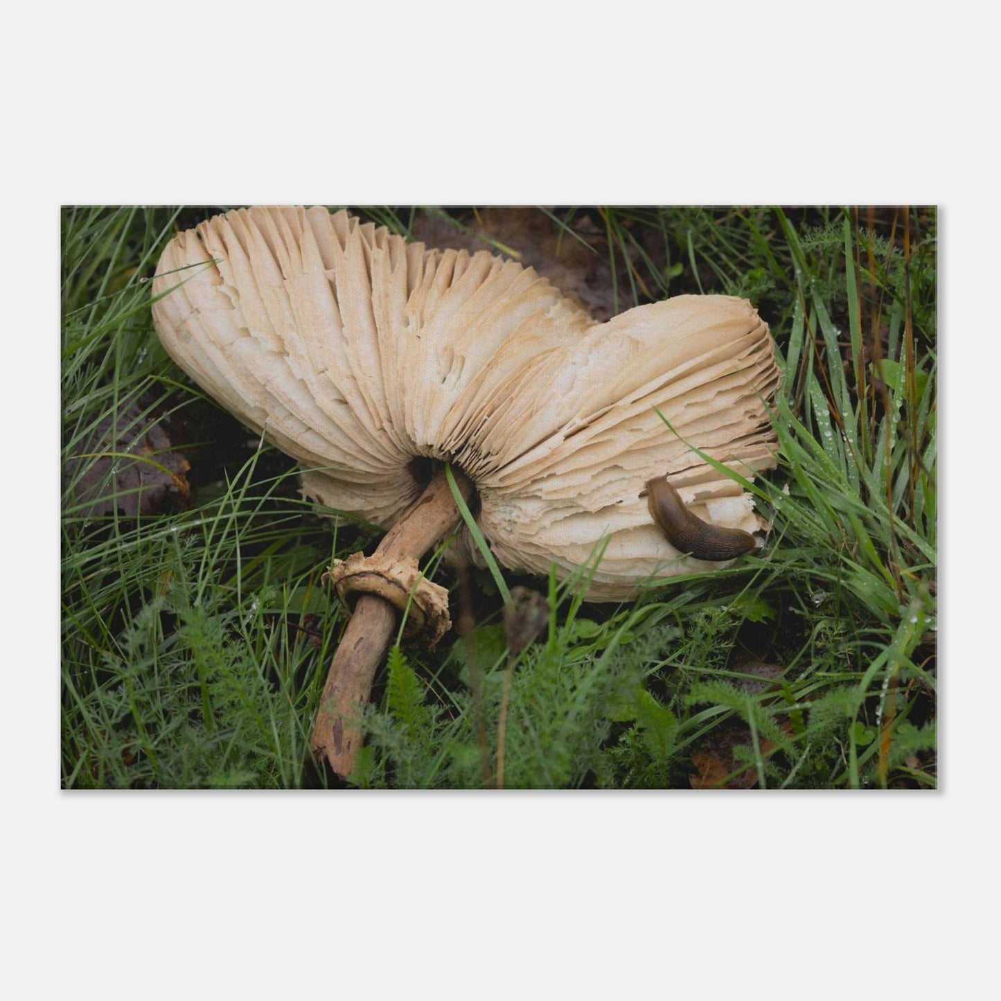 Decomposition