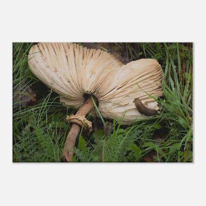 Decomposition