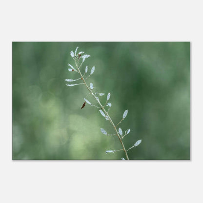 Plant with Droples