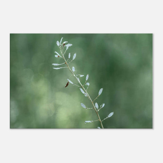 Plant with Droples