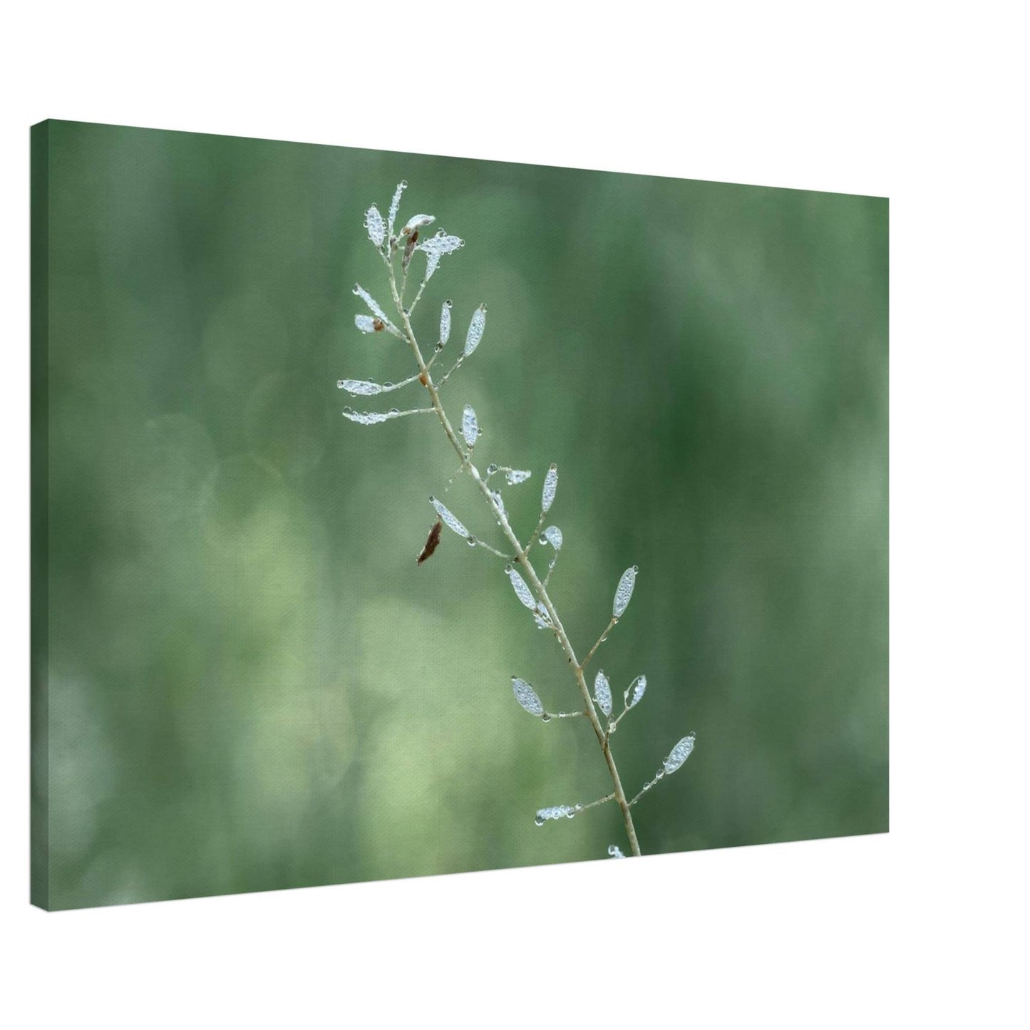 Plant with Droples