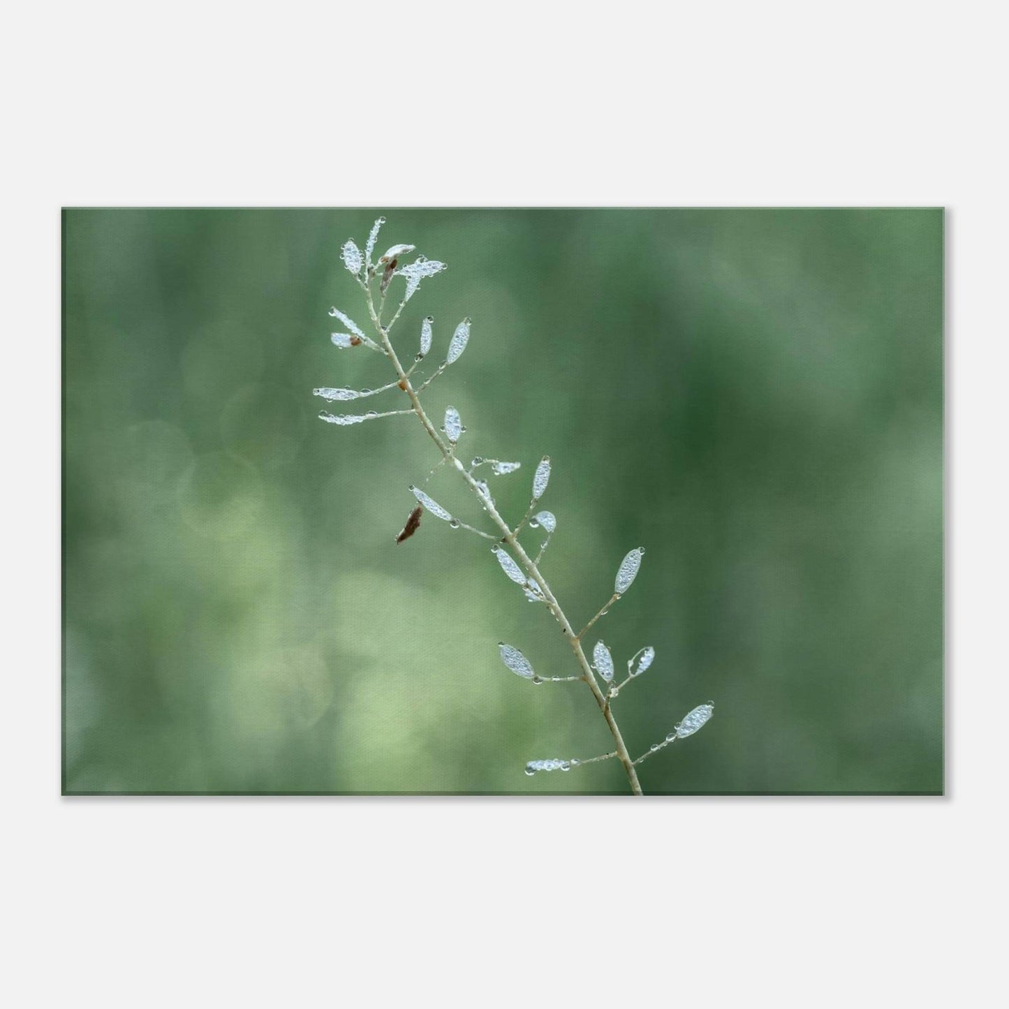Plant with Droples