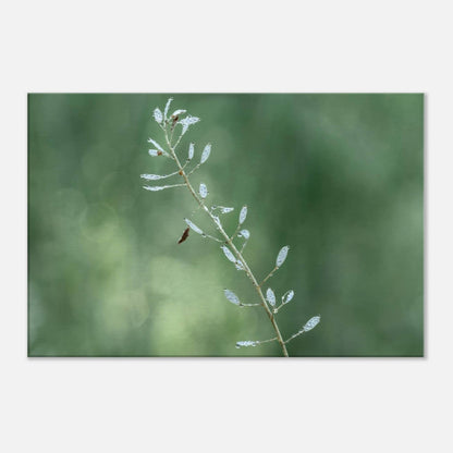 Plant with Droples