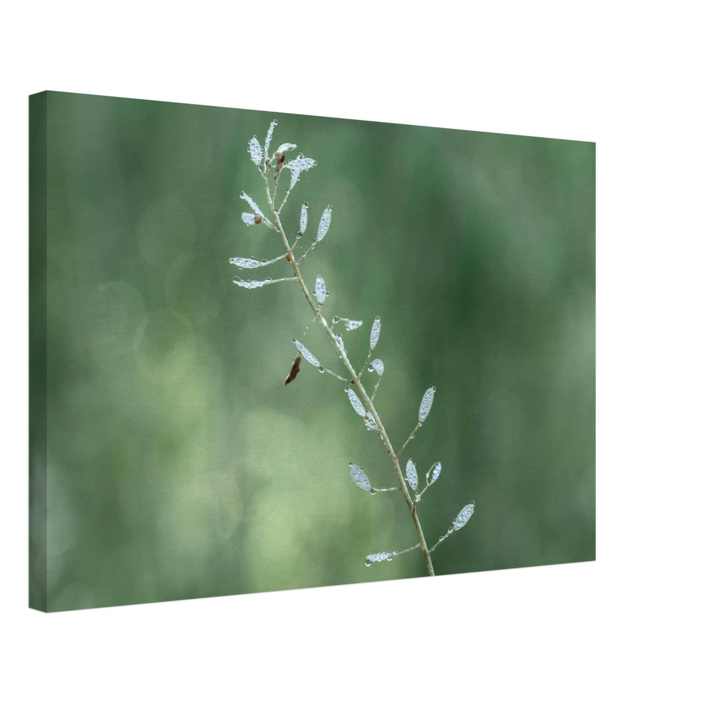 Plant with Droples