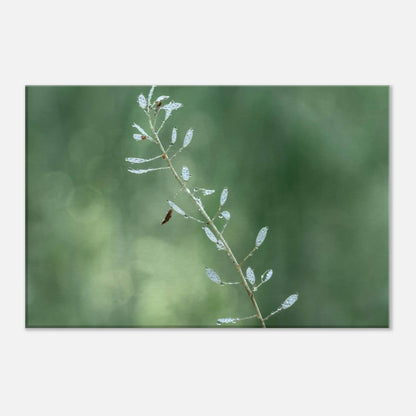 Plant with Droples