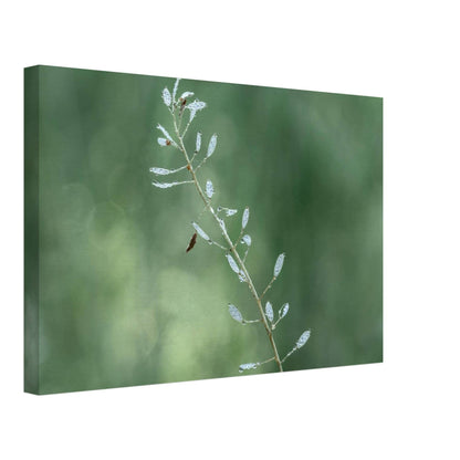 Plant with Droples