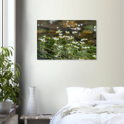 Dancing River Plants